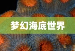 梦幻海底世界