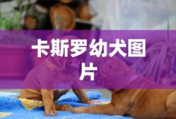 蘑菇油菜的做法家常做法