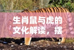 聚对苯二甲酸乙二醇酯结构式