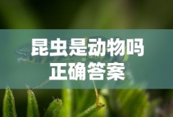 昆虫是动物吗正确答案