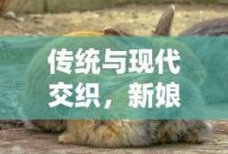 传统与现代交织，新娘属鼠结婚冲鼠的探讨与选择