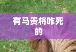 有马贵将咋死的
