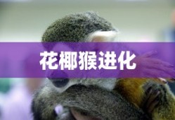 花椰猴进化