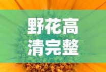 野花高清完整版免费观看视频在线播放