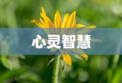 锋哲z1
