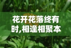 花开花落终有时,相逢相聚本无意