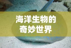 海洋生物的奇妙世界探索之旅