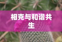 7k7k洛克王国游戏进入