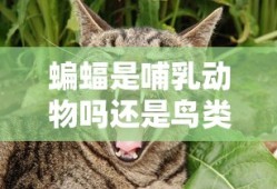 蝙蝠是哺乳动物吗还是鸟类
