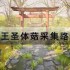 原神树王圣体菇采集路线攻略