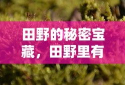 田野的秘密宝藏，田野里的奇妙发现