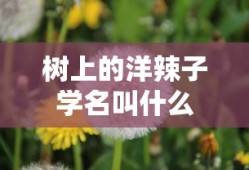 射雕群侠传吧