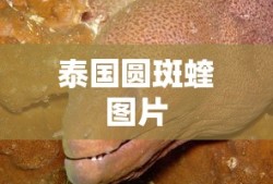 全国人大常委会委员长什么级别