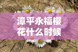 漳平永福樱花什么时候开