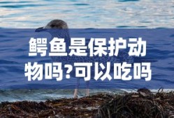 鳄鱼是保护动物吗?可以吃吗