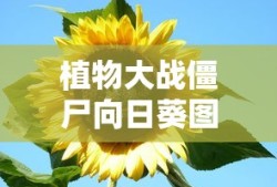 植物大战僵尸向日葵图片大全大图