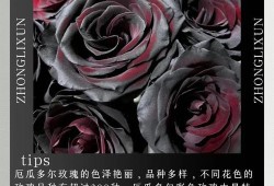 欧美在线 欧美精品