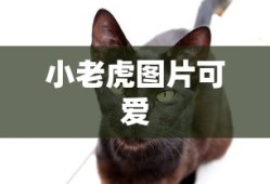 小老虎图片可爱