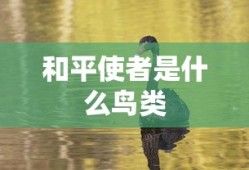 和平使者是什么鸟类