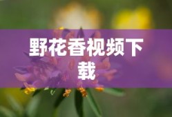野花香视频下载