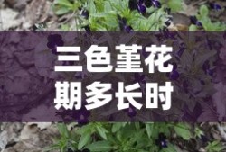 三色堇花期多长时间