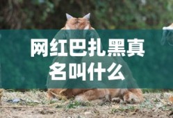 网红巴扎黑真名叫什么