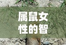 金庸群侠传书剑江山攻略全流程