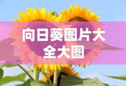 向日葵图片大全大图