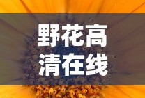 野花高清在线观看免费高清