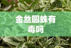 金丝圆蛛有毒吗