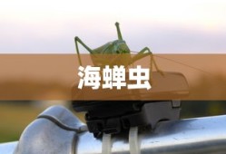 海蝉虫