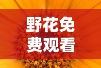 野花免费观看高清在线观看电影