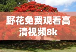 野花免费观看高清视频8k