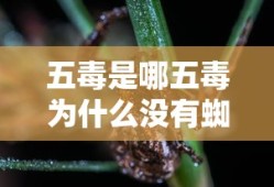 五毒是哪五毒为什么没有蜘蛛