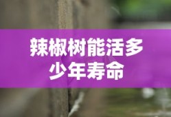辣椒树能活多少年寿命