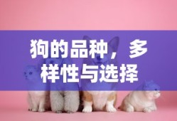 狗的品种多样性及选择指南