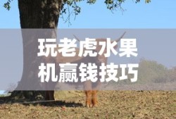 iphonexs配置参数