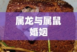 咱们结婚吧剧情介绍分集电视猫