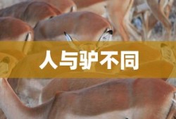 179决战海贼王会复出吗