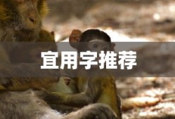 USDT是什么币种行情