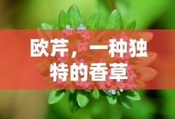 欧芹，独特香草的魅力