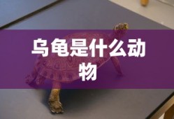 乌龟是什么动物