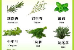 香草视频下载，探索与体验