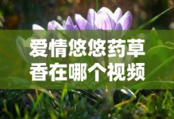 爱情悠悠药草香在哪个视频可以看