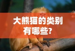 大熊猫的类别有哪些?