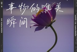 卧龙吟与袁绍，乱世中的英雄与权臣