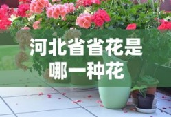 河北省省花是哪一种花