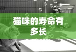 猫咪的寿命有多长