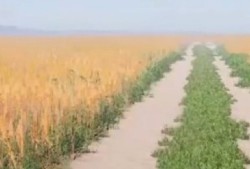 网络出版游戏大全 热门网络出版游戏推荐