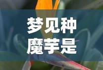 梦见种魔芋是什么意思